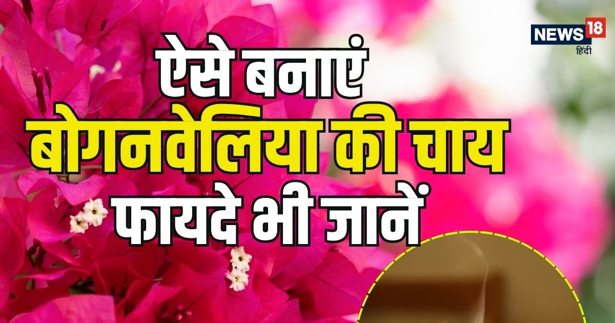 डायबिटीज और खांसी में रामबाण है बोगनवेलिया की चाय, जानिए बनाने का तरीका और फायदे