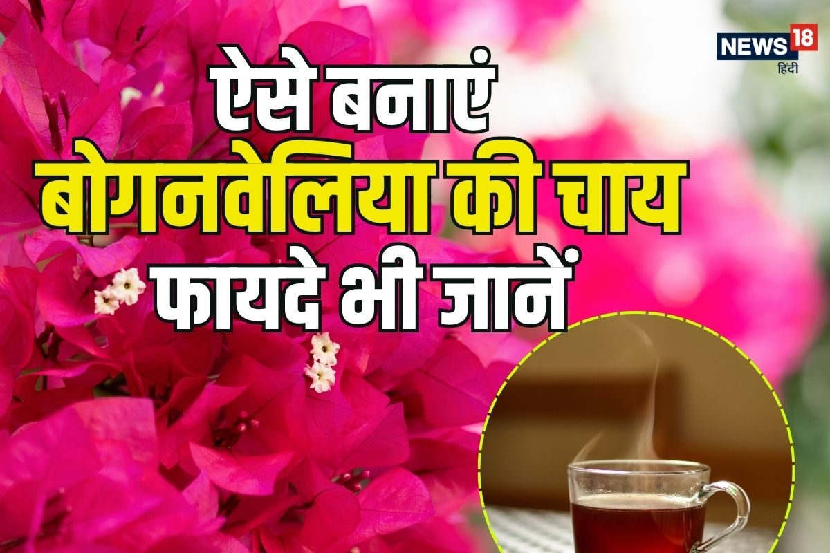 डायबिटीज और खांसी में रामबाण है बोगनवेलिया की चाय, जानिए इसे पीने के अद्भुत फायदे और औषधीय गुण