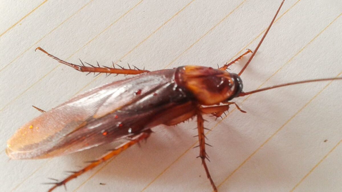 cockroach | घर में कॉकरोच से हैं परेशान? लगाएं ये 4 पौधे, बदबू से दूर ...