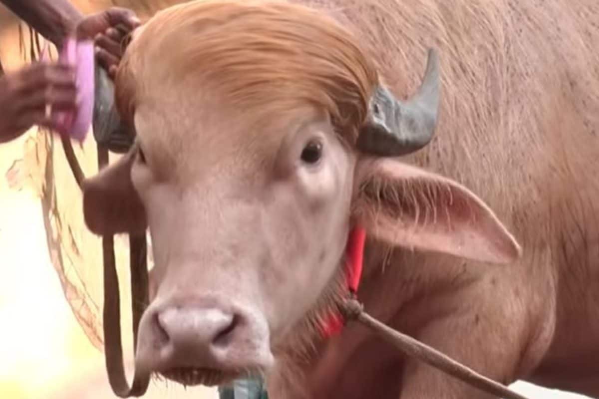 'ट्रंप-नेतन्याहू' को खूब खिला-पिला रहे बांग्लादेशी, ईद पर हलाल करने की तैयारी, ढाका का भैंसा बाजार बना इंटरनेशनल जोक