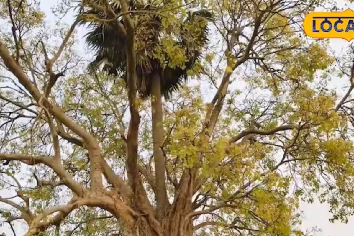 Video: कुदरत का करिश्मा या विज्ञान? 60 फीट ऊंचे पीपल के सीने को चीरकर निकला ताड़, देखें लिविंग अजूबा