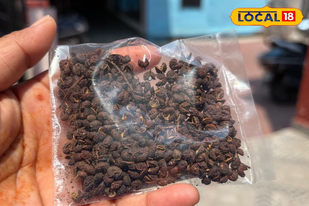 Pahadi Spice: चटनी से लेकर इलाज तक काम आता है ये मसाला! जानें पहाड़ी काली मिर्च के फायदे