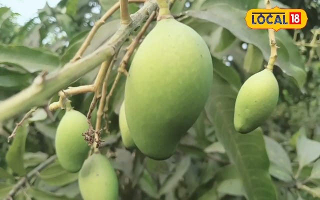 आम की गुठली बनने की अवस्था सबसे अहम, फल झड़ाव रोकने के लिए ड्रिप सिंचाई जरूरी; जलवायु परिवर्तन से बढ़ी चुनौती