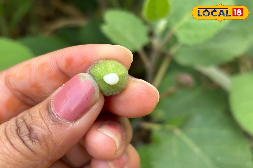 It is considered useful in removing warts 