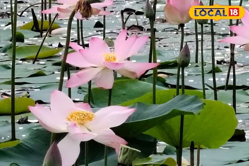 कलम का फूल 