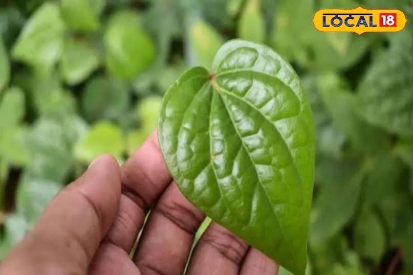 पान का पत्ता