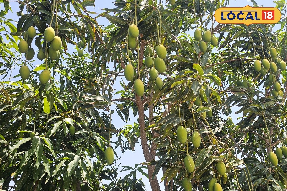 Gardening Tips: रेत में उग रहे आम! बाड़मेर के किसान ने कर दिखाया कमाल, जानिए रेगिस्तान में खेती का सीक्रेट