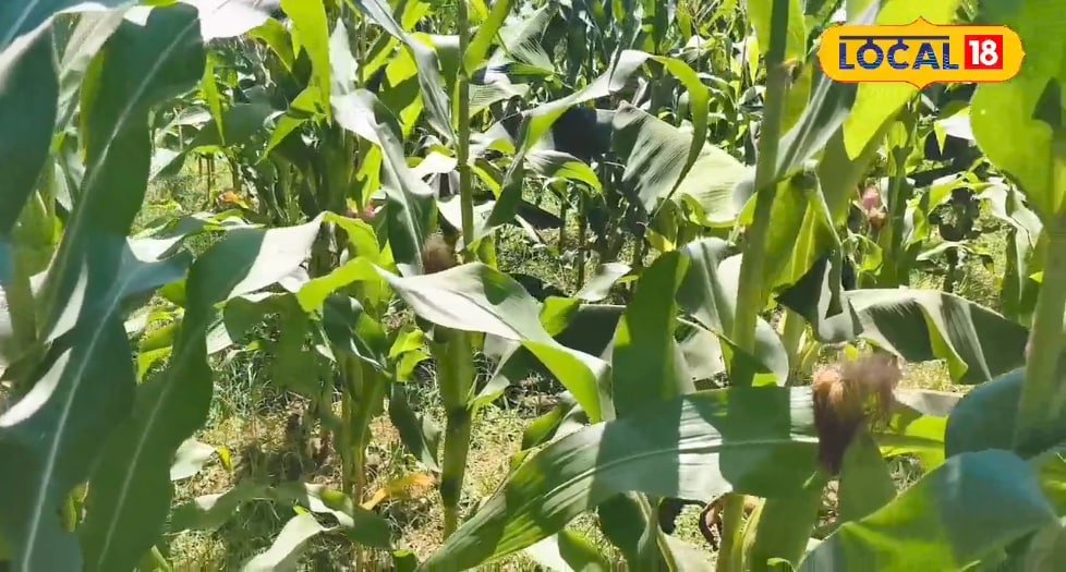 Lakhimpur News: किसानों के लिए खुशखबरी, खरीफ सीजन में 50% अनुदान पर मिलेगा बीज, ई-लॉटरी से होगा चयन, 10 मई तक करें आवेदन