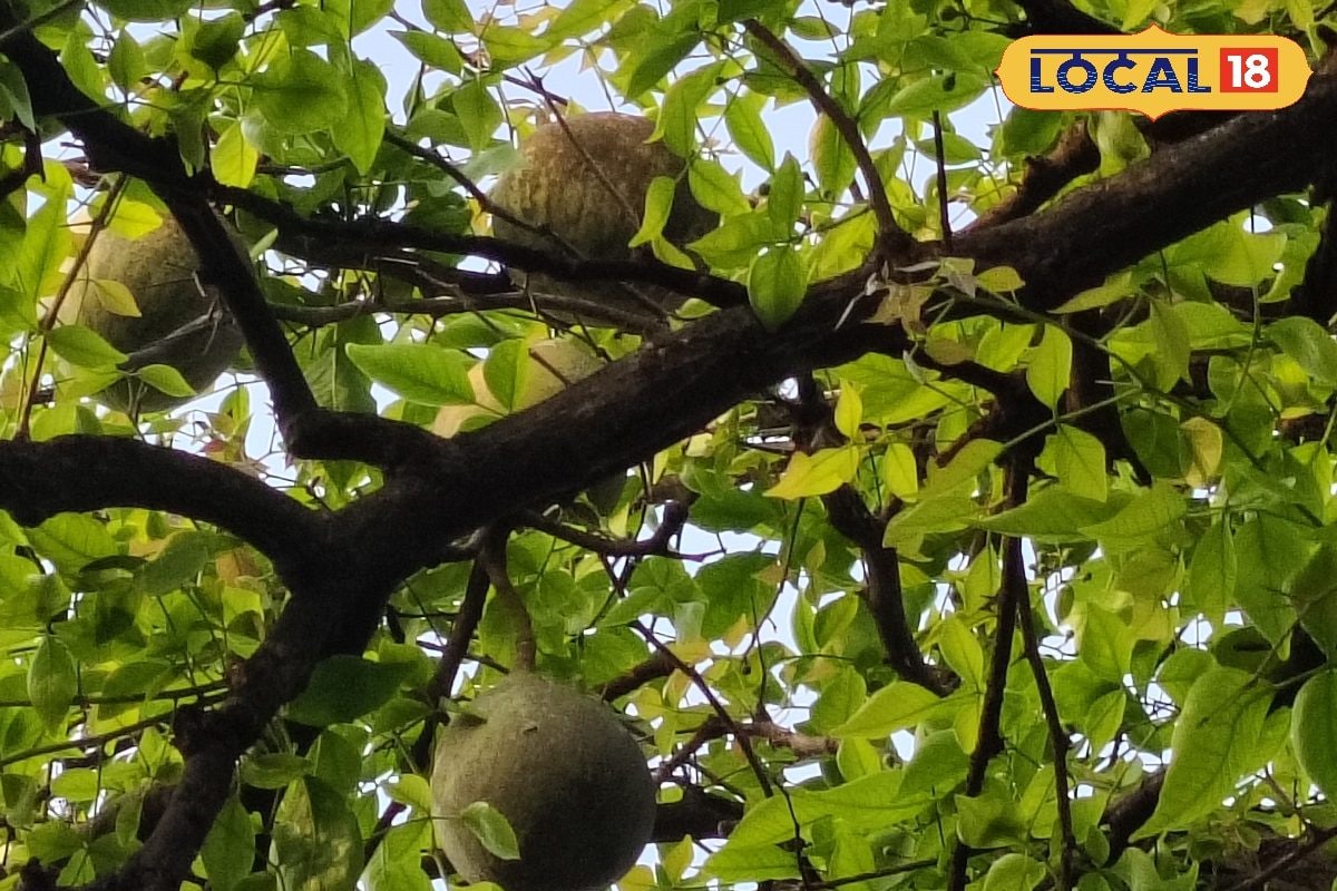 Bael Fruit Benefits: ना दवा, ना टेंशन! बेल का ये देसी नुस्खा रखेगा आपको हेल्दी, मिलेंगे जबरदस्त फायदे