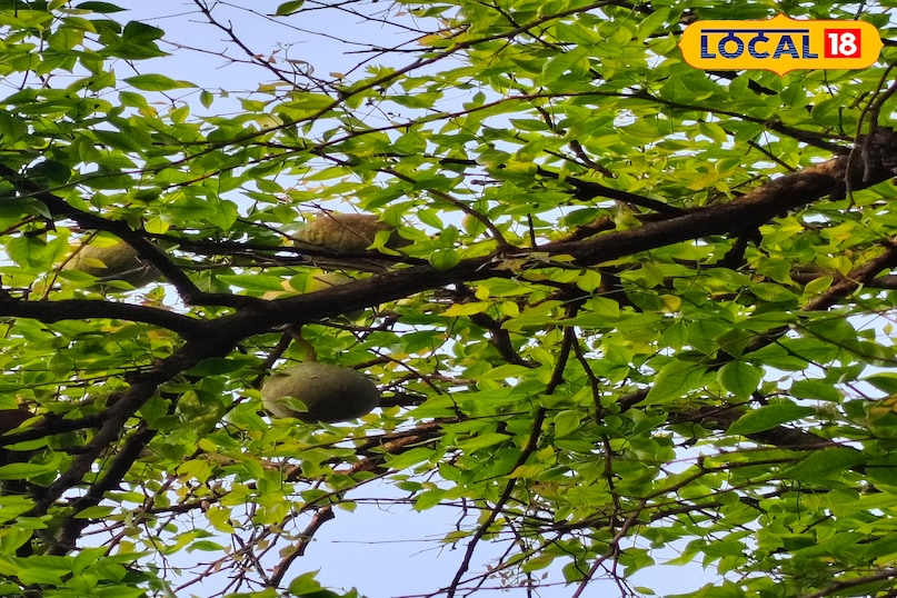 बेल का फल 
