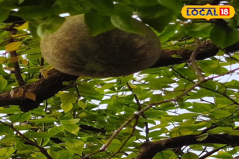 बेल का फल 