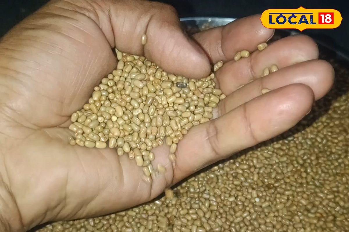 Krishi News: किसानों के लिए एडवाइजरी! अब मूंग की बुवाई न करें, मानसून बिगाड़ सकता है खेल