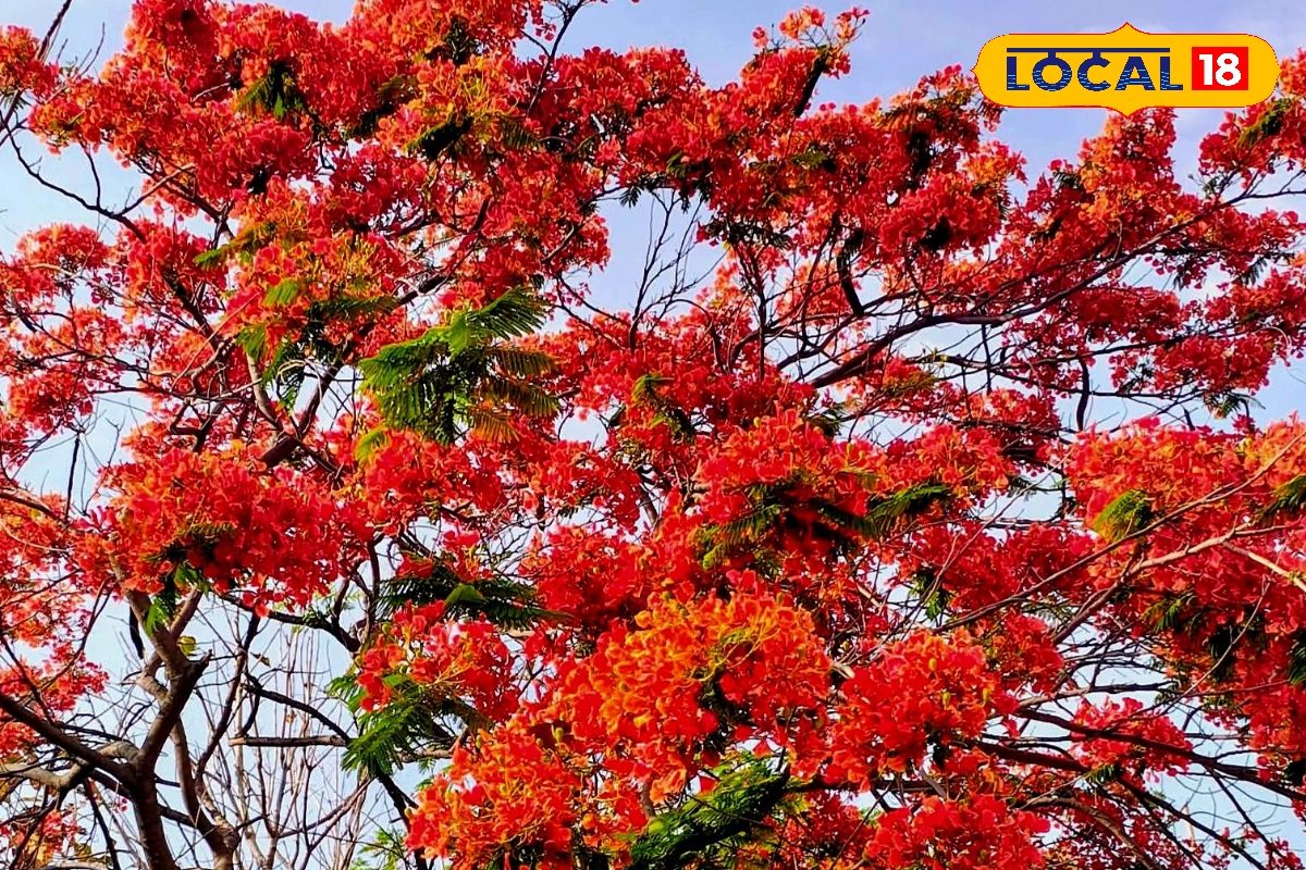 Summer Gardening: गर्मी में भी ठंडी रहेगी बालकनी, लगाएं ये 8 देसी पौधे, खिले रहेंगे फूल...घर को बना देंगे जन्नत
