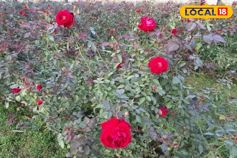 गुलाब का फूल 
