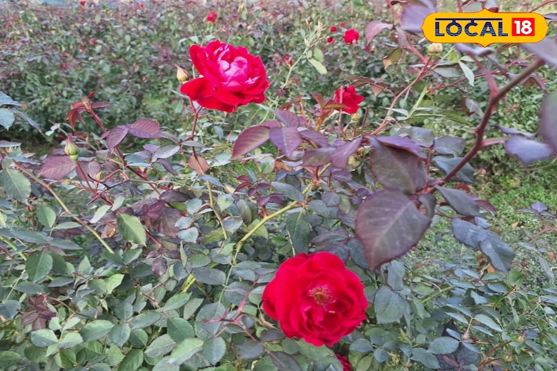 गुलाब का फूल 