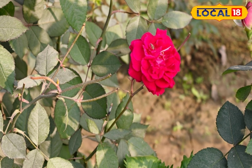 गुलाब का फूल 