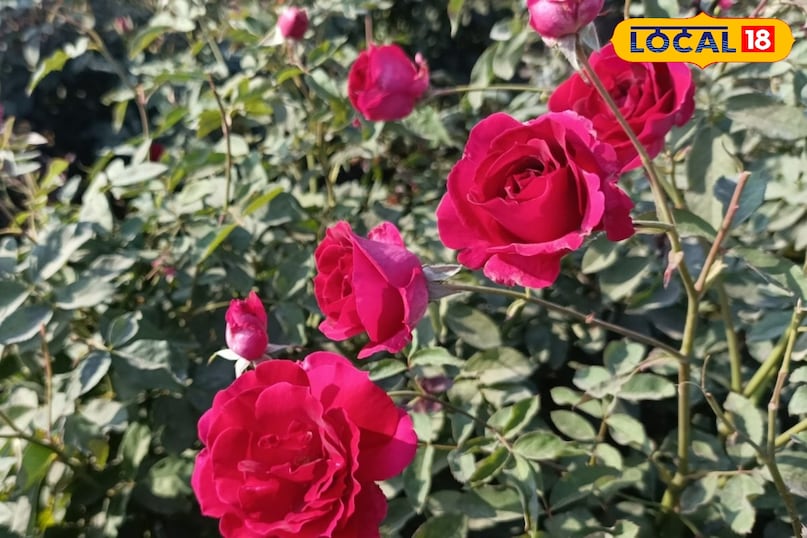 गुलाब का फूल 
