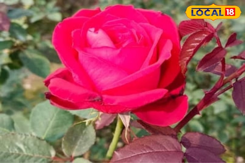 गुलाब का फूल 