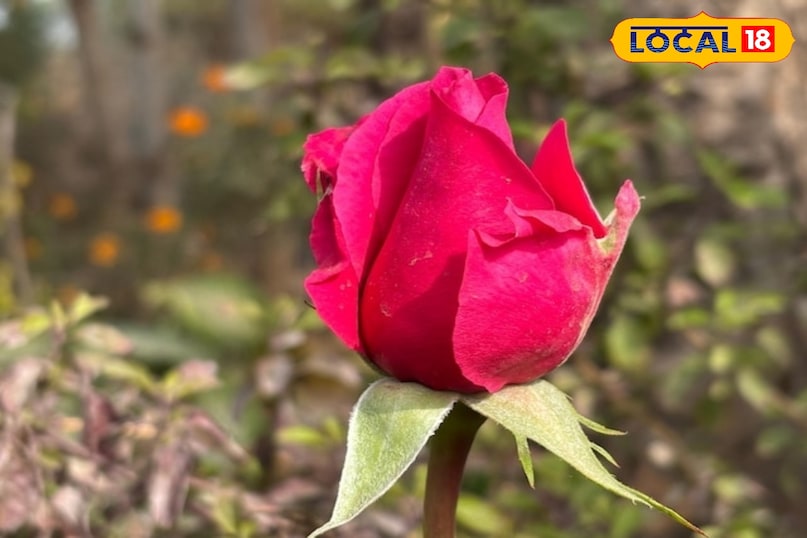 गुलाब का फूल 