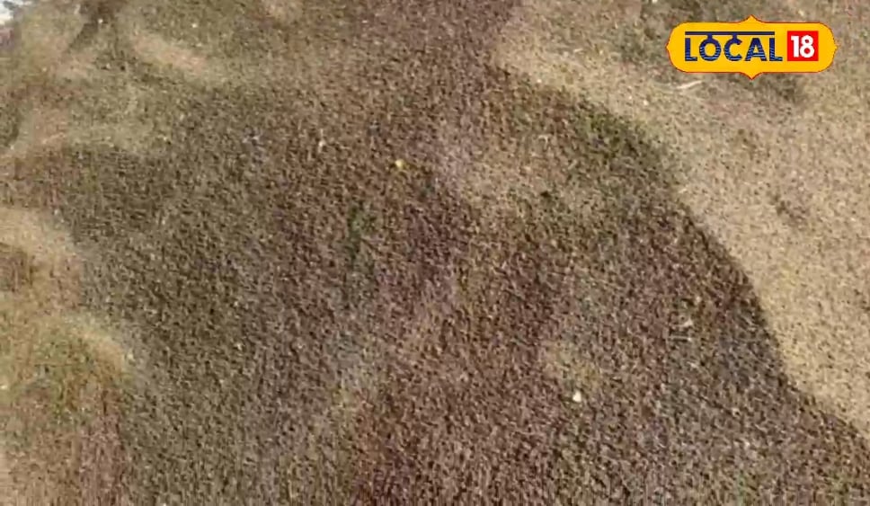 गेहूं की कटाई के बाद खाली है खेत, ढैंचा की करें बुवाई, हरी खाद से मिट्टी होगी उपजाऊ, किसानों को डबल मुनाफा