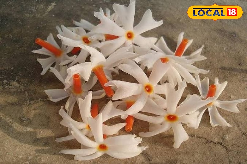 हरसिंगार