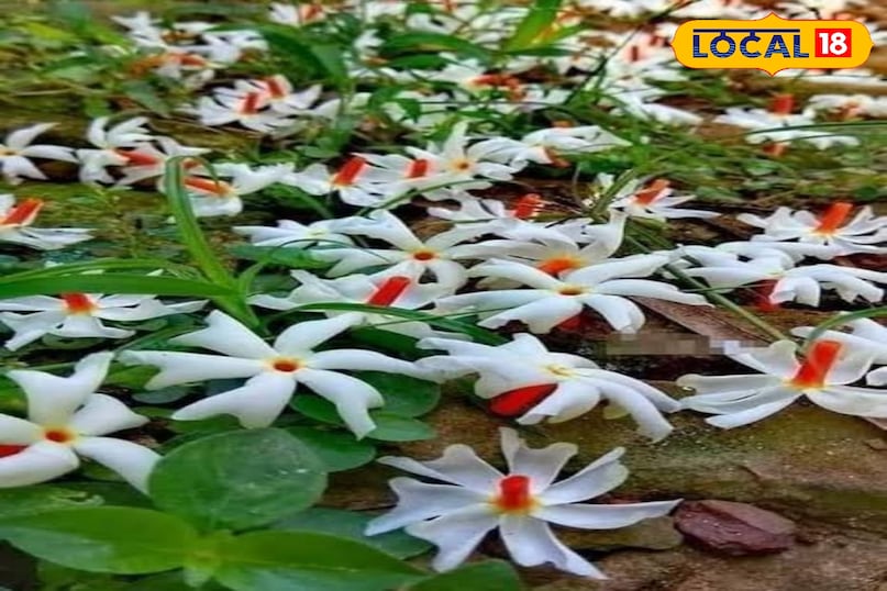 हरसिंगार