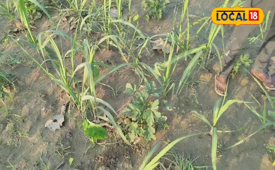 बढ़ती लागत से परेशान किसान ने निकाला कमाई का हल, आज बहुफसली खेती से कमा रहा लाखों..यहां जानिए पूरी टेक्निक