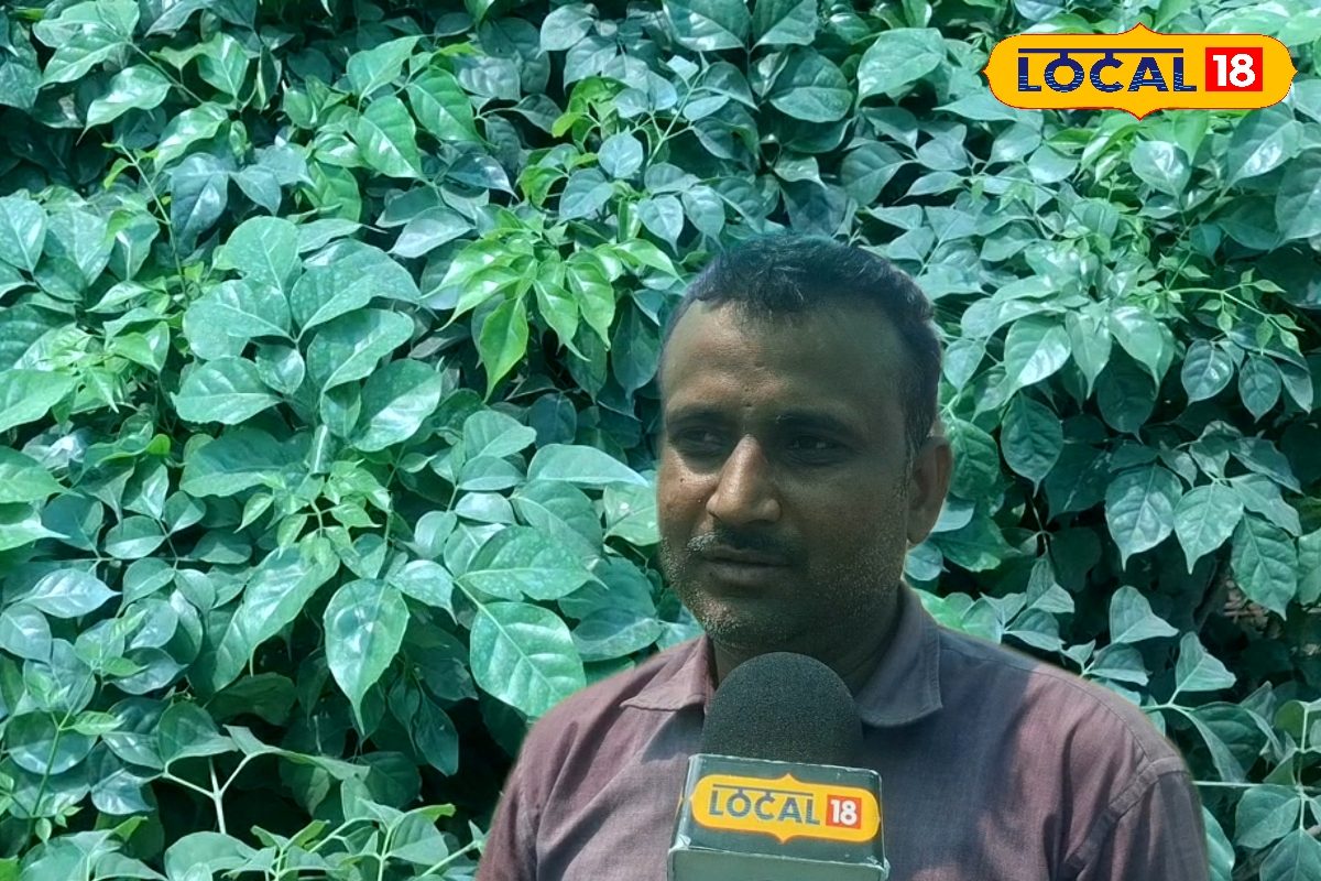 घर के गार्डन को बनाना है कूल और फ्रेश, तो लगाएं चाइना डॉल प्लांट.. यहां जानिए इसे लगाने और संभालने के टिप्स