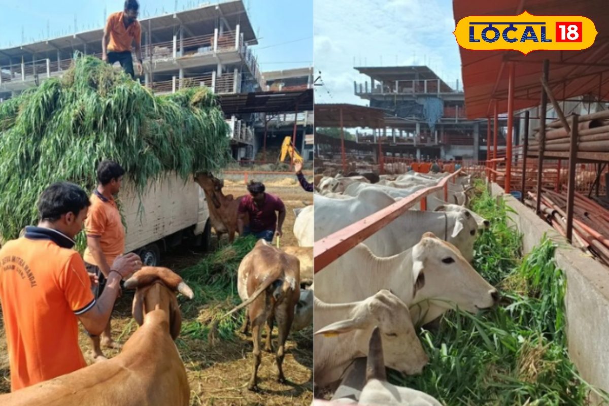 3 मंजिला ‘गो-अपार्टमेंट’ में रह रहीं 6000 गायें! हैदराबाद की हाईटेक गौशाला देख रह जाएंगे दंग