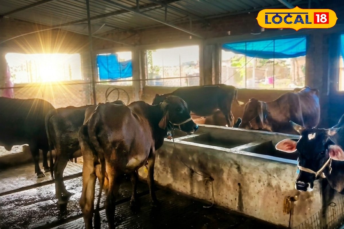 22 पशुओं से सालाना 25 लाख टर्नओवर और 10 लाख का मुनाफा! सुनील ने डेयरी फॉर्मिंग को ऐसे बनाया हाई-टेक बिजनेस