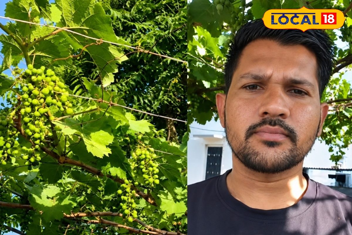 OMG: बढ़ते तापमान में भी सफल खेती! देसी जुगाड़ से रेगिस्तान में अंगूर की पैदावार कर बना मिसाल