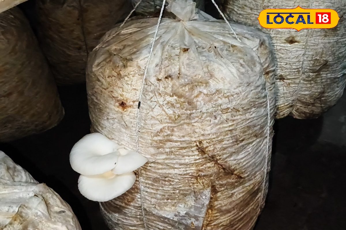 Mushroom Farming Tips: करना है मशरूम उत्पादन? तो जानें एक्सपर्ट आइडिया, कम समय में होगी बेहतर आमदनी