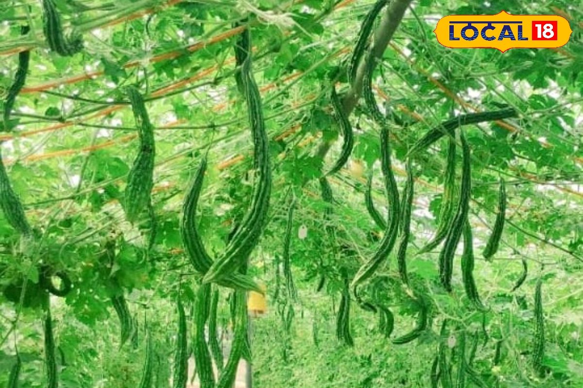 Agri Tips: हाथ के बराबर लंबा, देसी से 40% ज्यादा पैदावार! दिल्ली पूसा के इस जादुई करेले से होगा 3 गुना मुनाफा