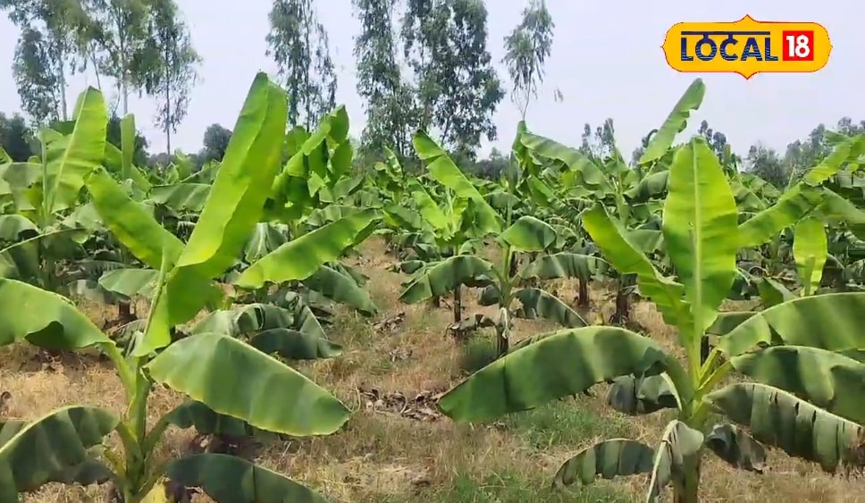 केले की खेती का हब बने अमेठी के दर्जनो गांव, युवाओं ने इसे बनाया व्यवसाय का जरिया, लाखों का हो रहा मुनाफा