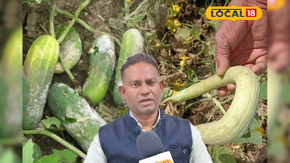 गर्मी में खीरा-ककड़ी की फसल में बढ़ रहीं ये बीमारी, नहीं संभले तो बर्बाद हो जाएगी पूरी फसल