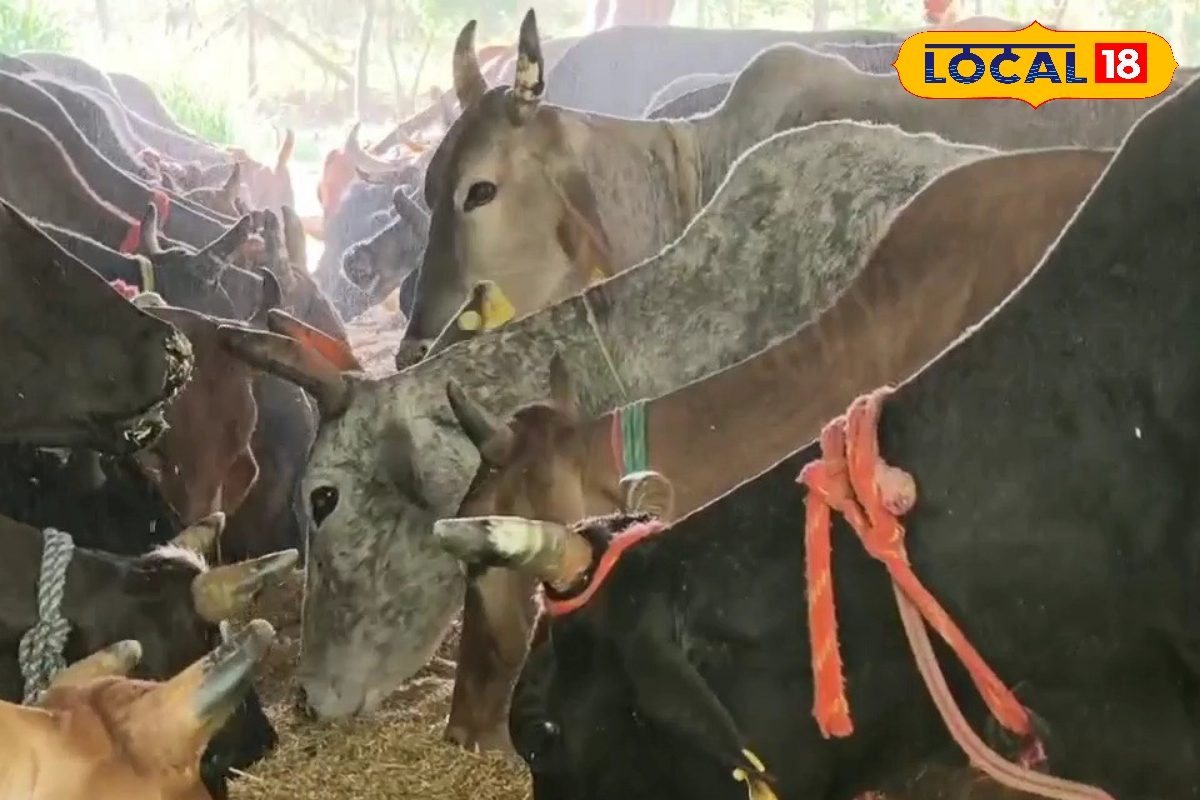 बीमार होने से पहले पशुओं में दिखते हैं ये लक्षण, समय रहते इन तरीकों से करें पहचान वरना होगा नुकसान