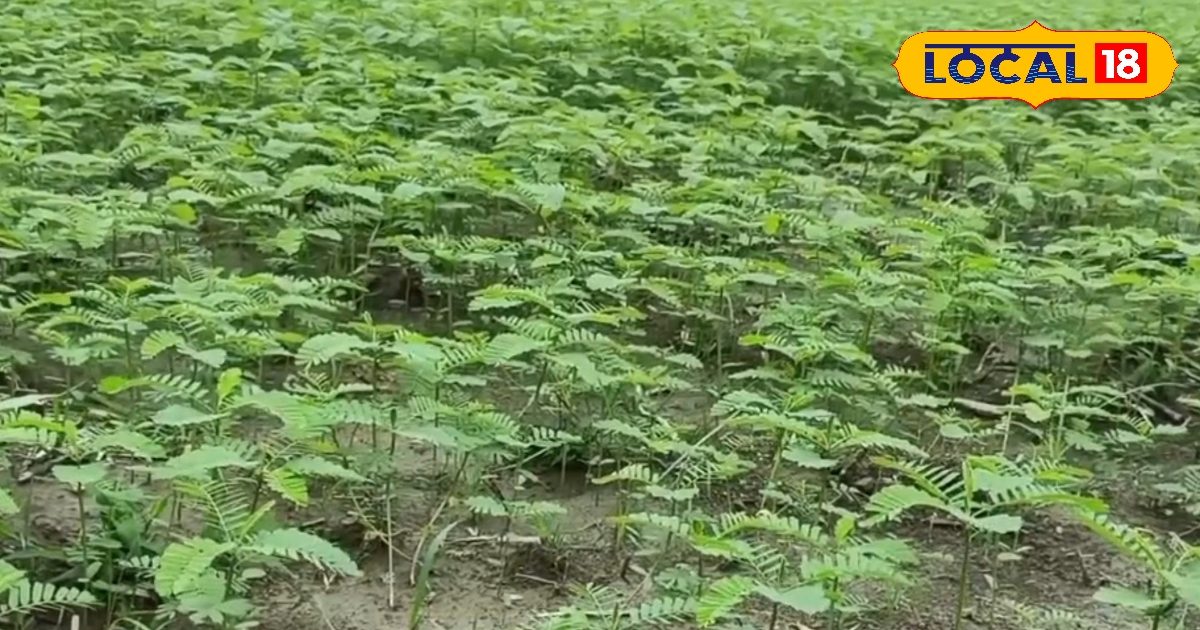 Agri Tips : ढैंचा सिर्फ हरी खाद नहीं, इसका बीज 225 रुपये किलो, इस विधि से किसान छाप सकते हैं नोट Agri Tips : ढैंचा सिर्फ हरी खाद नहीं, इसका बीज 225 रुपये किलो, इस विधि से किसान छाप सकते हैं नोट