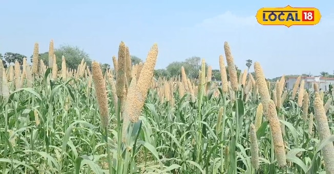 गया में मिलेट्स किसानों को बड़ी सौगात! लगेंगे 2 कैफेटेरिया-4 प्रोसेसिंग यूनिट, बाजार की समस्या होगी दूर