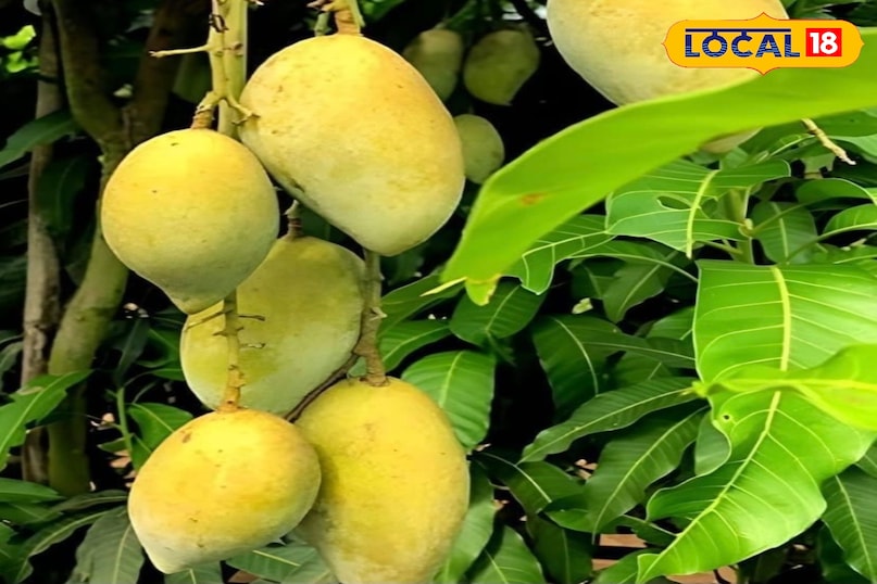 चौसा आम 