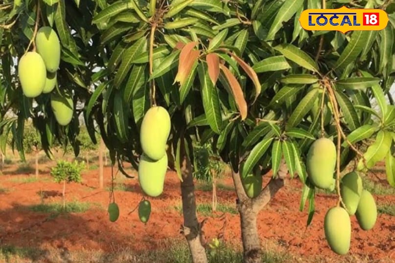सफेदा और बंगनपल्ली