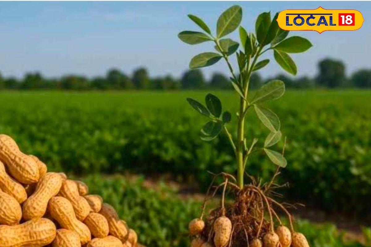 Agri Tips: गर्मी में मूंगफली देगी बंपर पैदावार! मई-जून में अपनाएं ये तकनीक, दीमक से बचाव के लिए डालें ये खास चीज