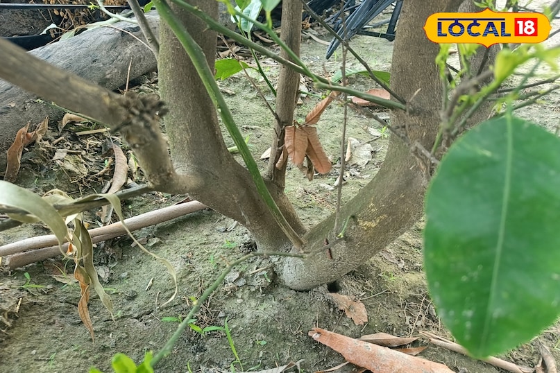 नींबू को रसदार कैसे बनाएं, नींबू के पौधे की देखभाल कैसे करें, नींबू का साइज कैसे बड़ा करें, नींबू के पौधे की गर्मियों में देखभाल कैसे करें, लोकल 18, how to make lemon juicy, how to care for lemon plant, how to increase the size of lemon, how to care for lemon plant in summer, local 18