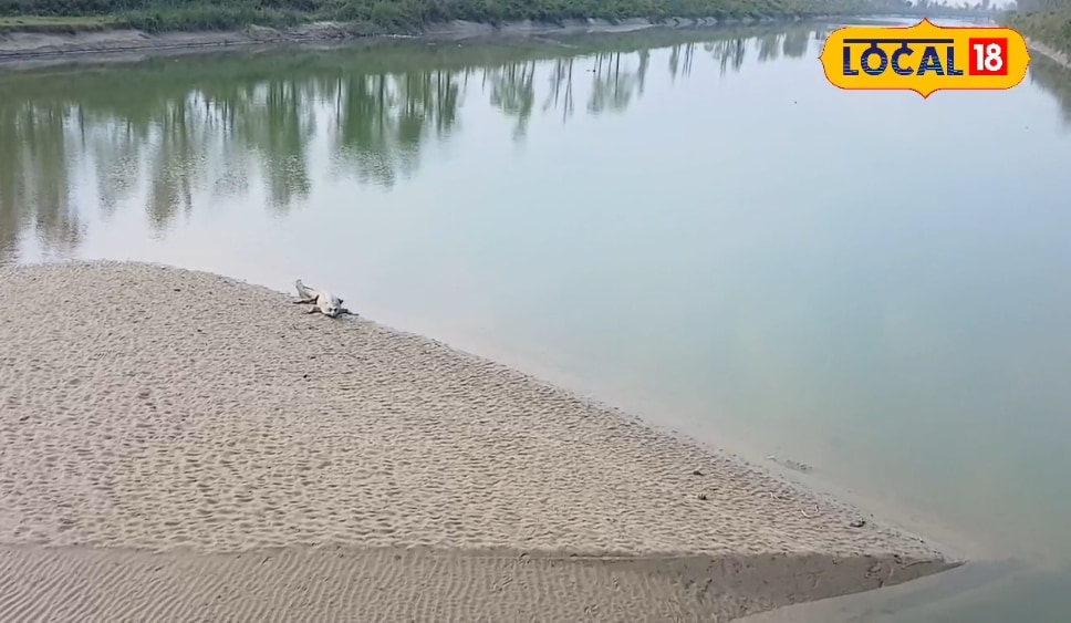 महराजगंज का भेड़िहारी दर्जनिया मगरमच्छ संरक्षण केंद्र, गंडक नदी और घने जंगलों के बीच रोमांचक इको टूरिज्म का बना अनोखा ठिकाना