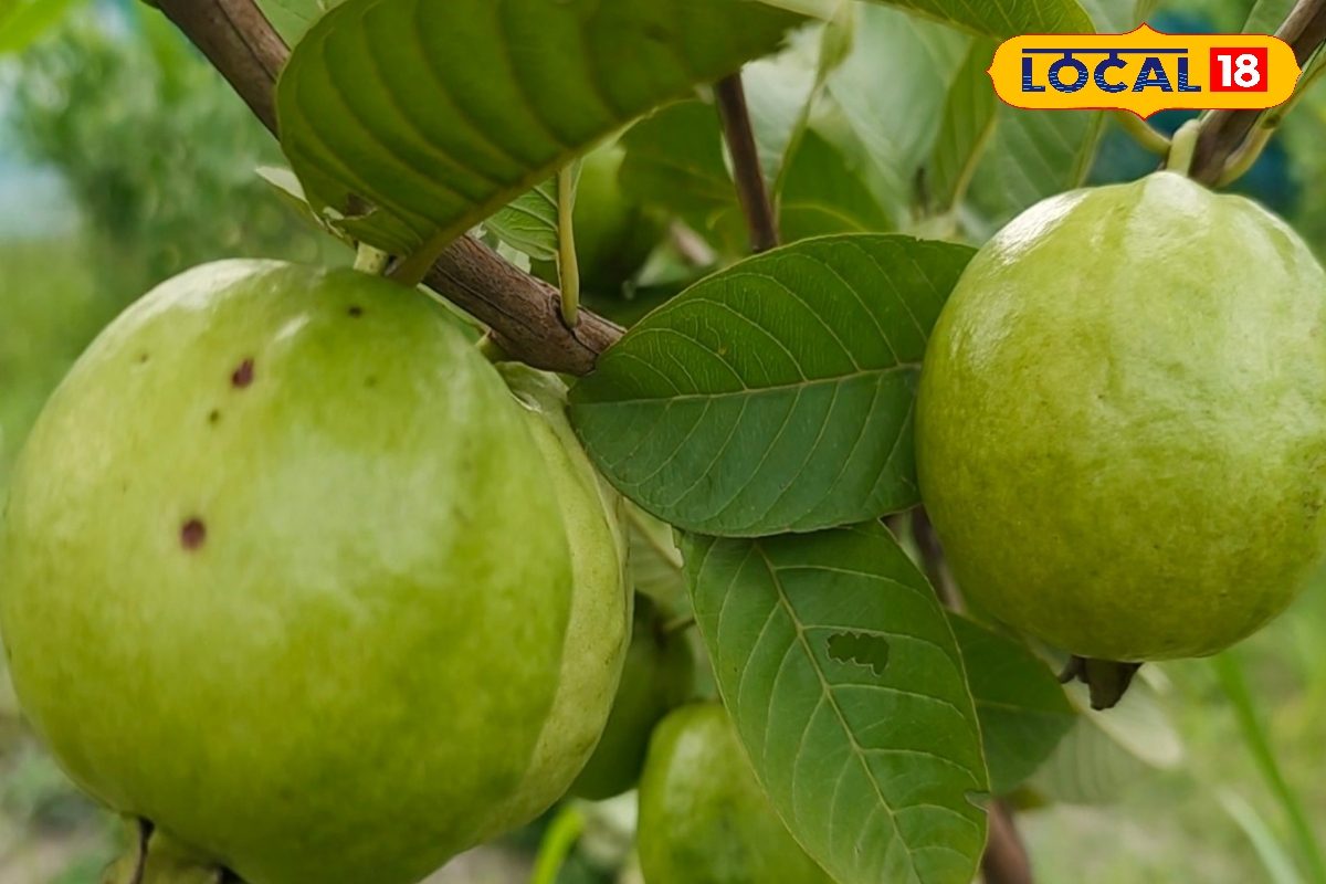 Guava Health Benefits: पेड़ पर उगने वाला यह देसी फल प्रोटीन-विटामिन से भरपूर, फल-पत्ती दोनों में छिपे हैं गुण