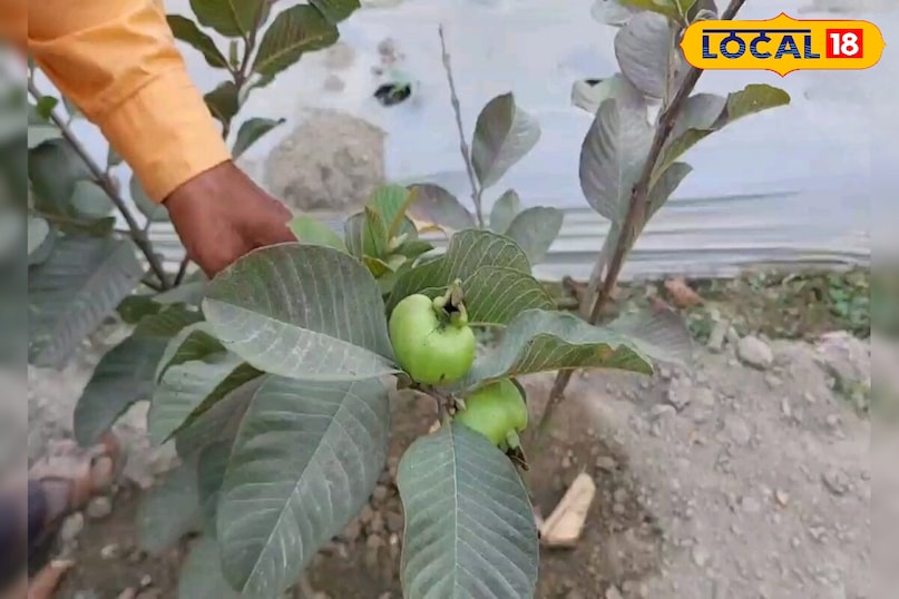 अमरूद का फल अमरूद का फल