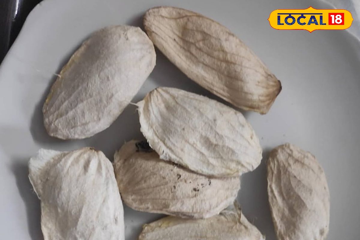 Gardening Tips: चमक उठेगी मिट्टी...  गुठली फेंकना छोड़े! गार्डन में ऐसे करे इस्तेमाल तो पौधे बन जाएंगे हरे-भरे