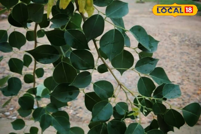 करौली 