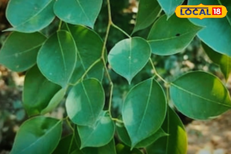 करौली 