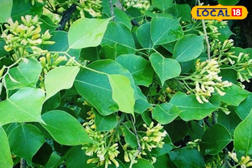 करौली 