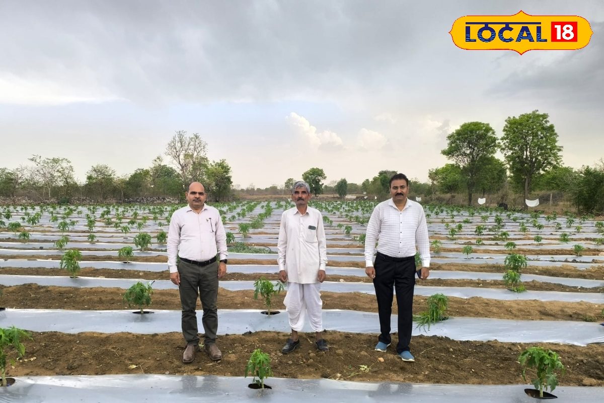 Udaipur Papaya Farming: किसानों की हो गई मौज! उदयपुर बना पपीता खेती का नया हब, बढ़ी लाखों की कमाई